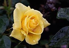 Yellow Rose in Rain